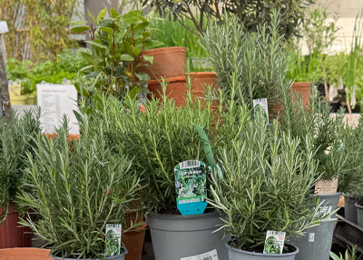 Biokräuter für die Küche