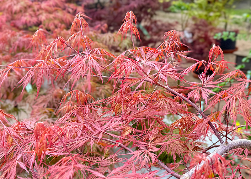 Japanischer Fächerahorn - Acer palmatum 'Shaina'