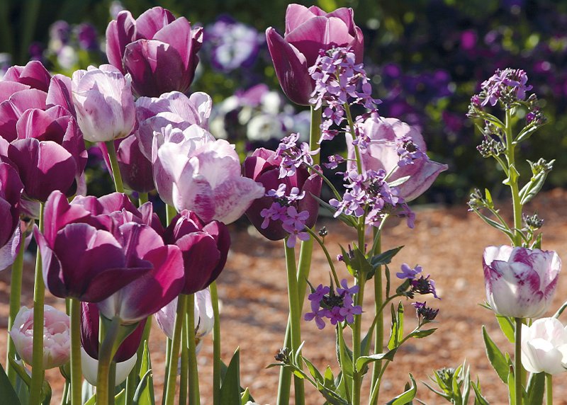 Orel, Tulpen, Die Triumph-Tulpe Shirley