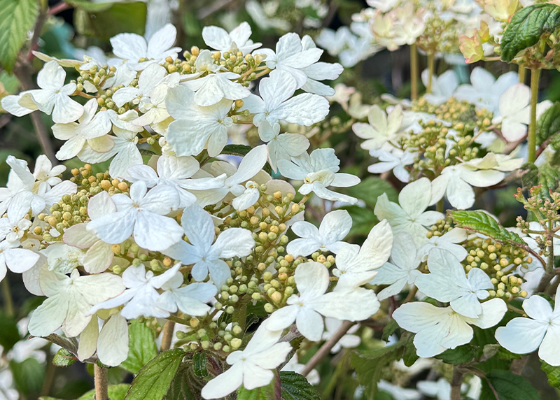 Japan-Schneeball - Viburnum plicatum 'Mariesii'