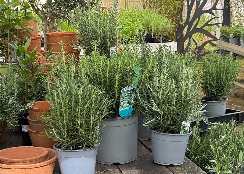 Biokräuter bei Pur Natur