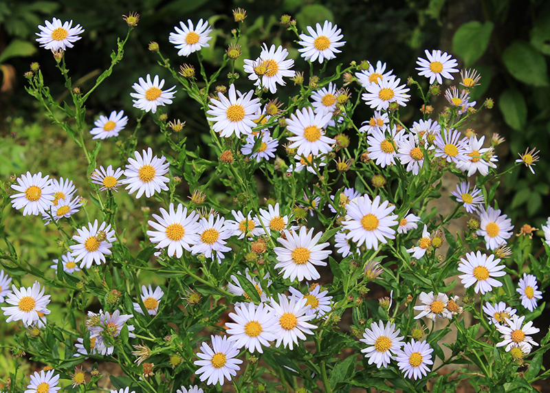 Schönaster – Kalimeris