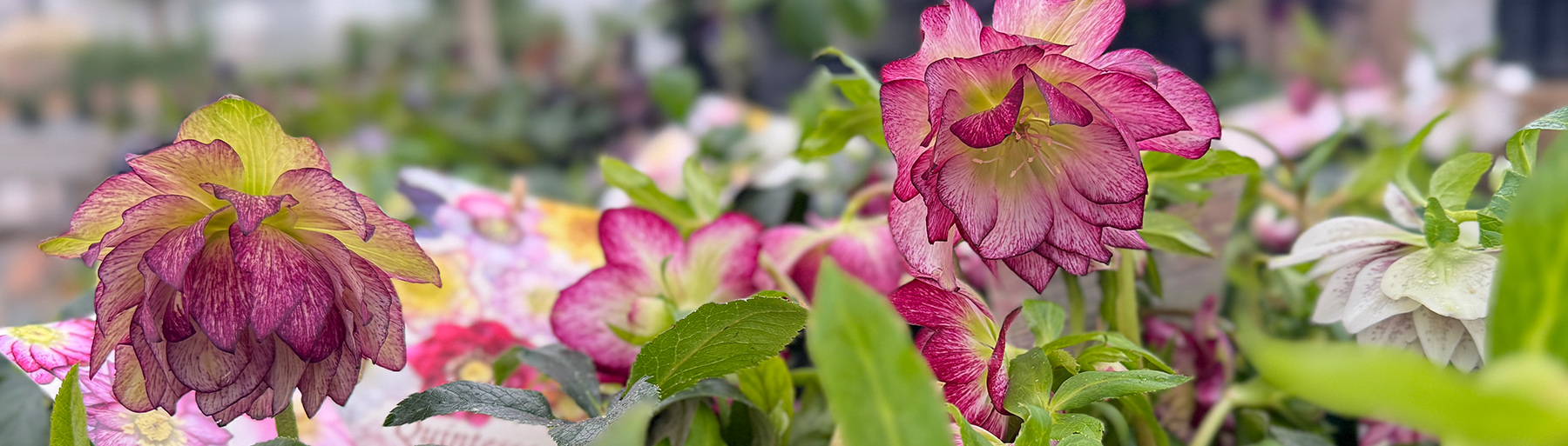 Frühlingsblumen bei Pur Natur Die Gartenschule in Uelzen
