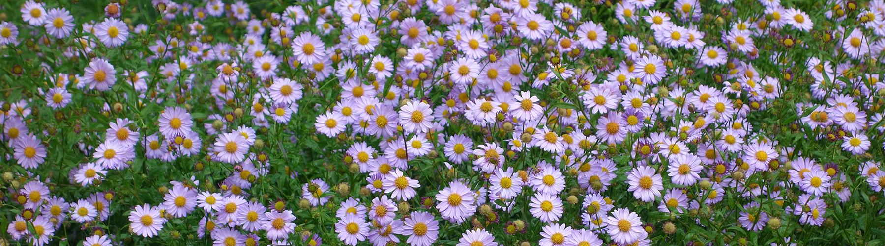 Bild von Kalimeris – Schönaster