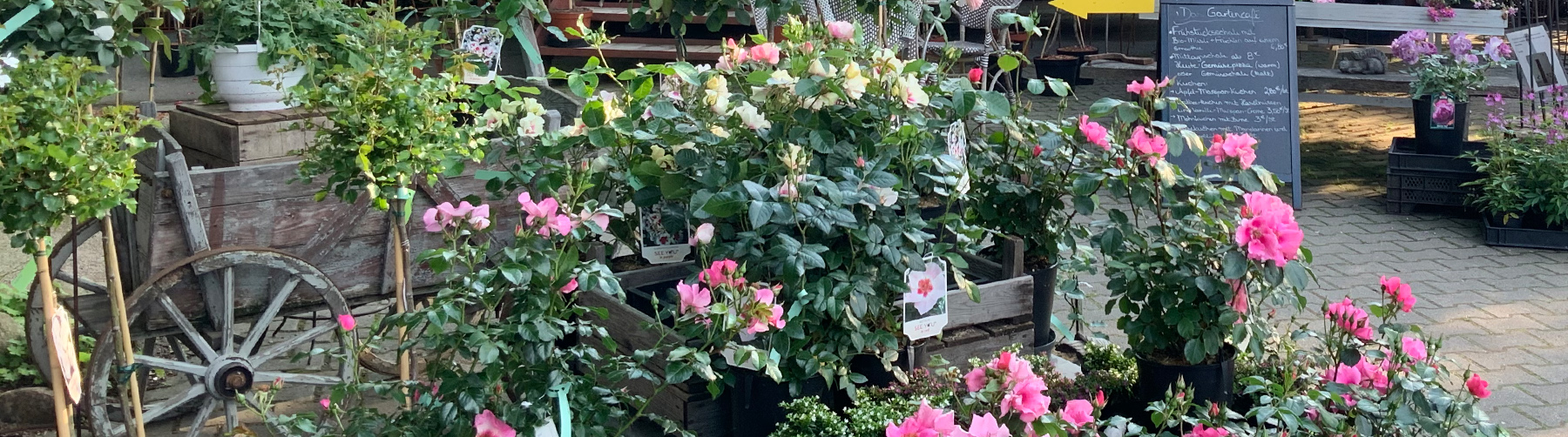 Haltbare Rosen kaufen Gartenschule