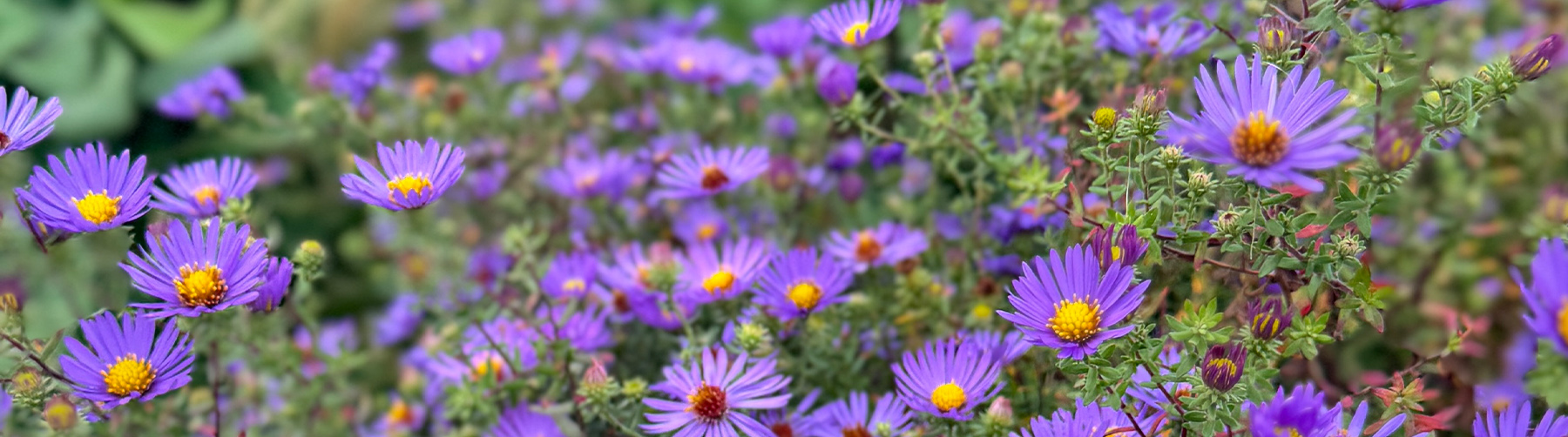Sommer bei Pur Natur Die Gartenschule in Uelzen