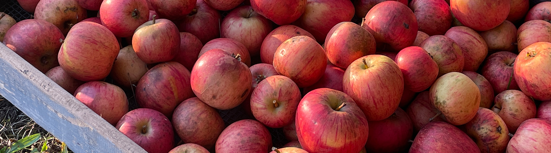 Sommer bei Pur Natur Die Gartenschule in Uelzen
