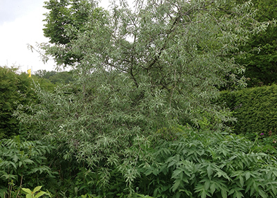 Pyrus salicifolia - Weidenblättrige Birne