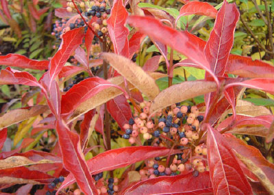 Viburnum lentago_Pink Beauty-WintergrünerSchneeball